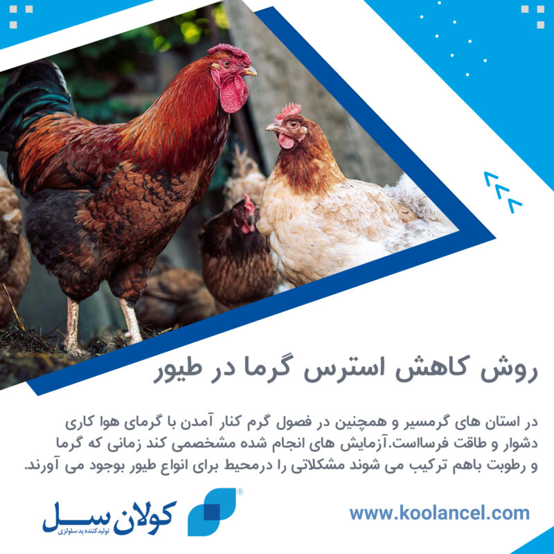 روش کاهش استرس گرما در طیور