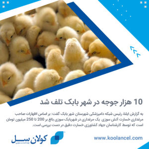 آتش سوزی جوجه ها