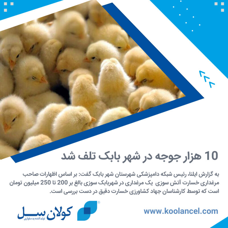 آتش سوزی جوجه ها