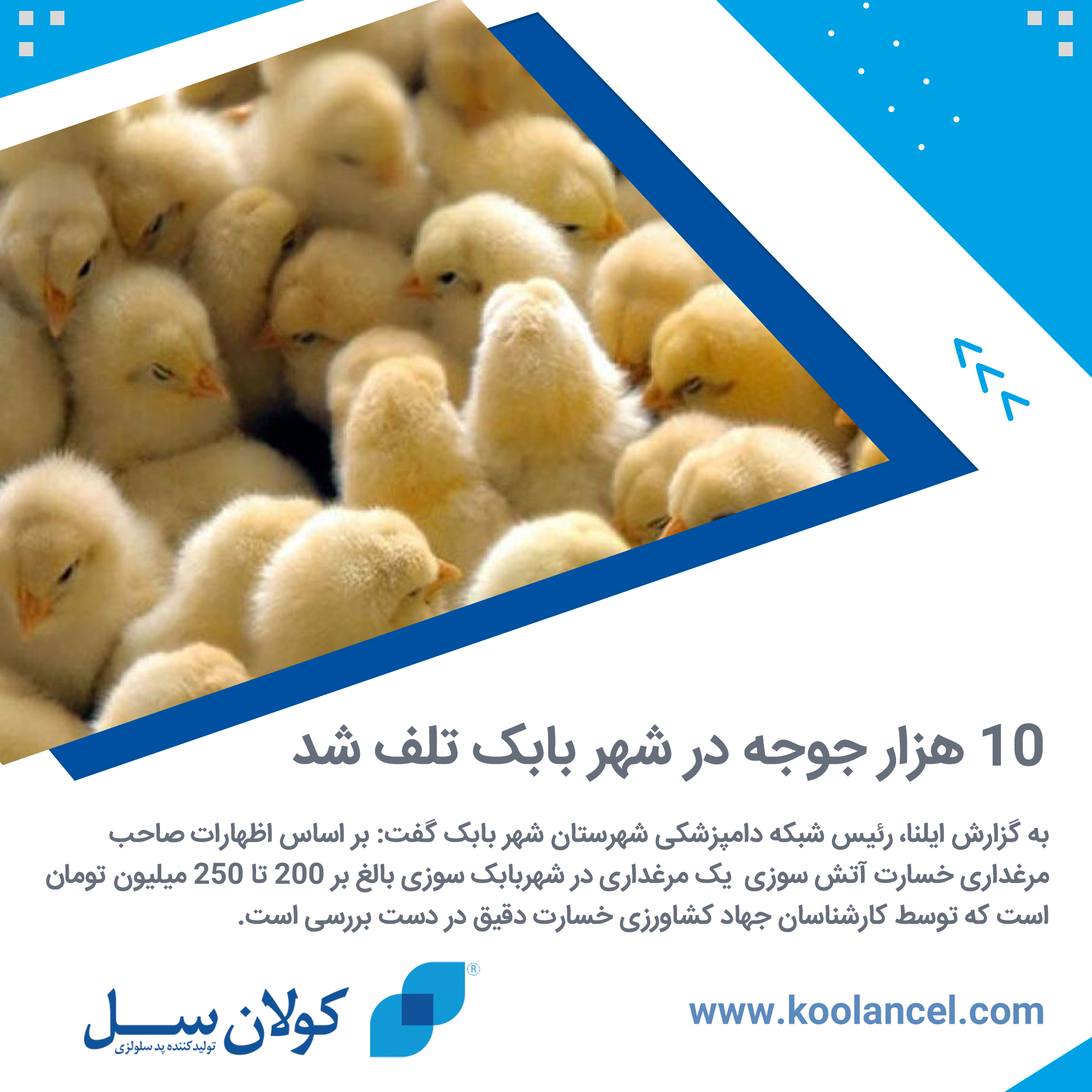 آتش سوزی جوجه ها