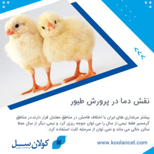 نقش دما در پرورش طیور