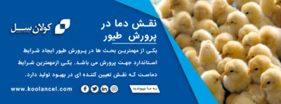 نقش دما در پرورش طیور