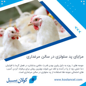 مزایای پد سلولزی در سالن مرغداری
