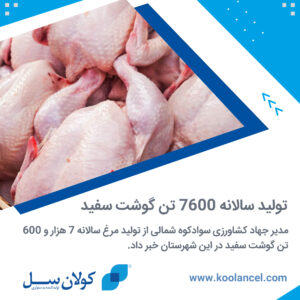 تولید گوشت سفید